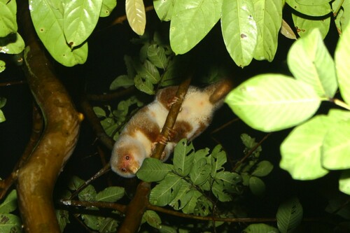 Spilocuscus maculatus