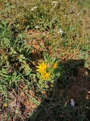 Scolymus hispanicus occidentalis