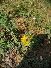 Scolymus hispanicus occidentalis