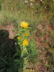 Scolymus hispanicus occidentalis