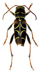 Neoclytus scutellaris