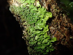 Pannaria minutiphylla
