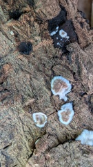 Peniophora albobadia