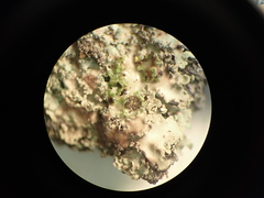 Pannaria minutiphylla
