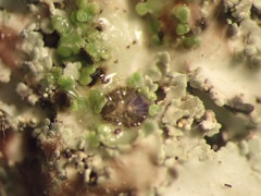 Pannaria minutiphylla