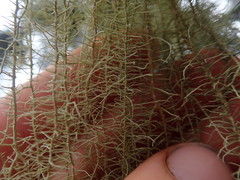 Usnea angulata