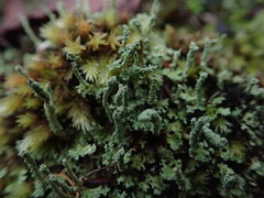 Cladonia darwinii
