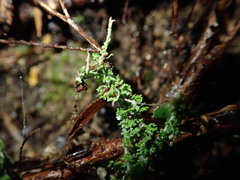 Cladonia imbricata