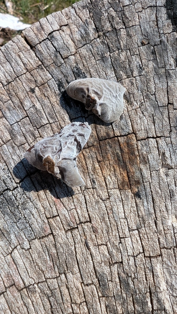 Auricularia polytricha · March 2025 · photo: © atsushi_nakajima_cirque (iNaturalist, cc-by)