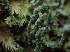 Cladonia darwinii
