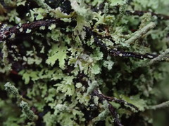Cladonia darwinii
