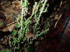 Cladonia imbricata