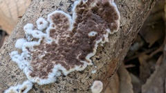 Peniophora albobadia