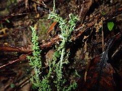 Cladonia imbricata
