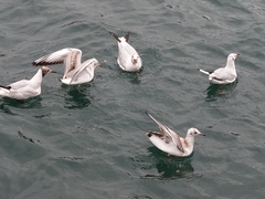 Chroicocephalus ridibundus