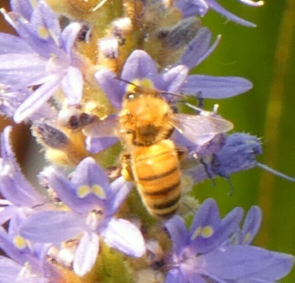 Western Honey Bee