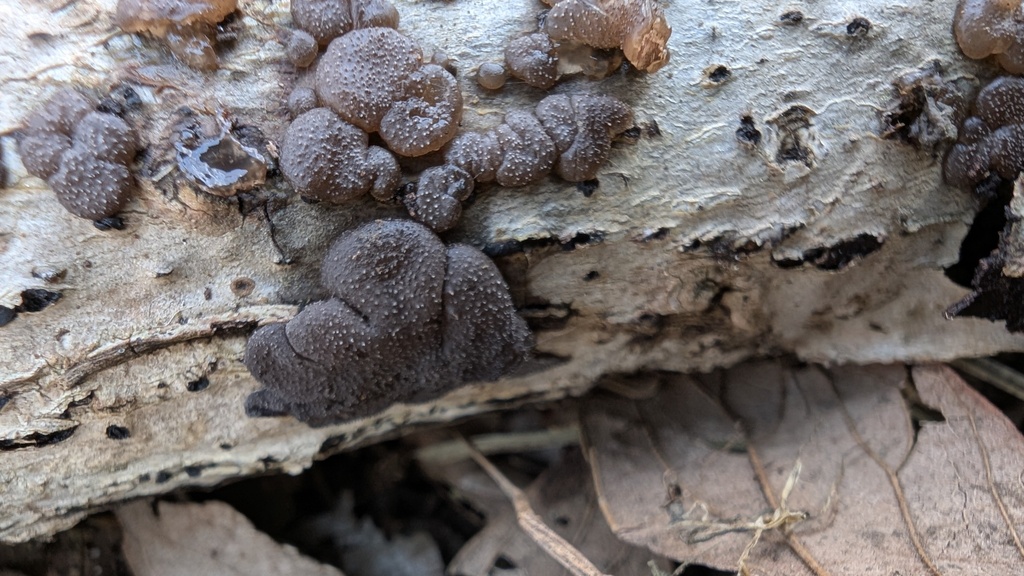 Exidia glandulosa · March 2025 · photo: © atsushi_nakajima_cirque (iNaturalist, cc-by)