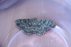 Ophthalmitis herbidaria