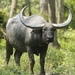 Wild Water Buffalo - Photo (c) Subhadra Devi, some rights reserved (CC BY), uploaded by Subhadra Devi