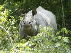 Rhinoceros unicornis