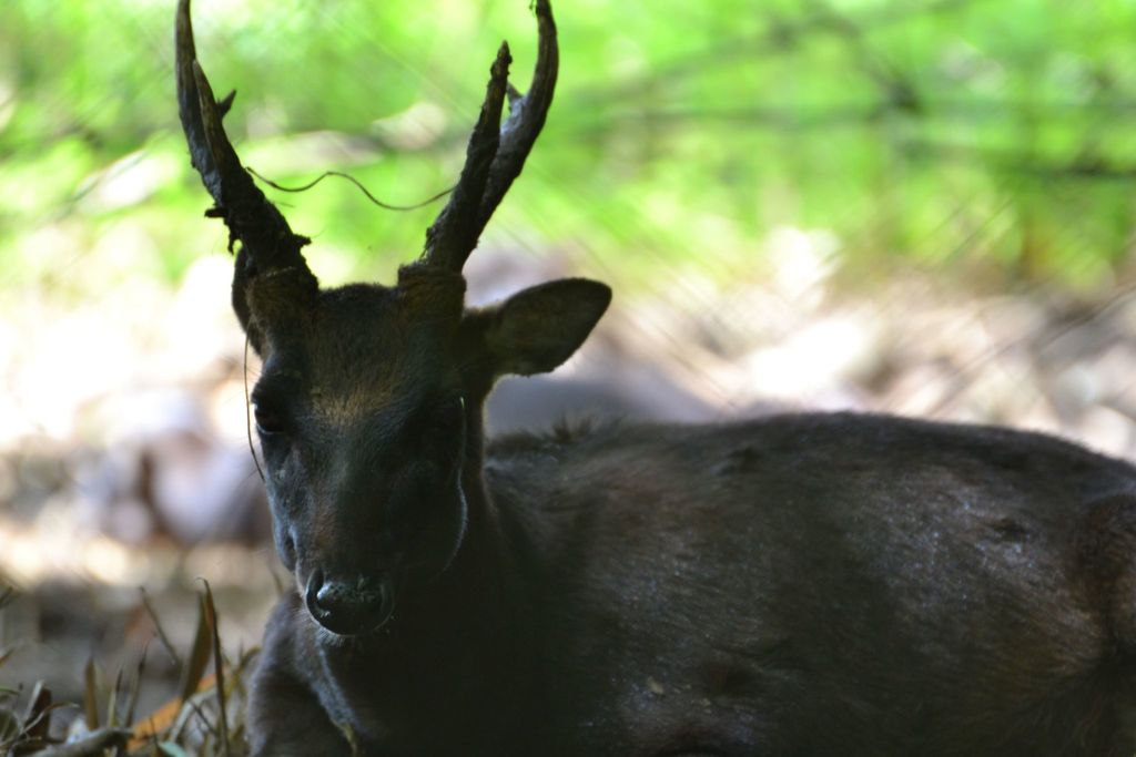 Philippine Brown Deer (Rusa marianna) - Know Your Mammals