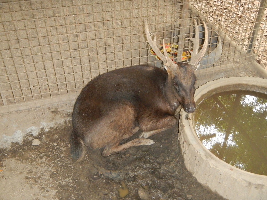 Philippine Brown Deer (Rusa marianna) - Know Your Mammals