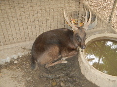 Philippine Deer photo 5