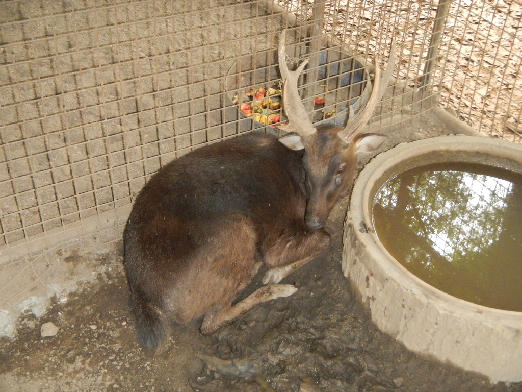 Philippine Brown Deer (Rusa marianna) - Know Your Mammals