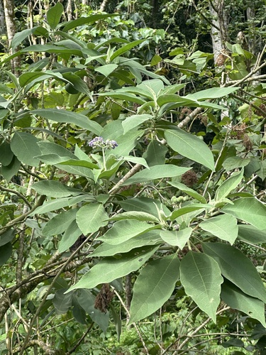 Solanum mauritianum observed 2025-03-07
