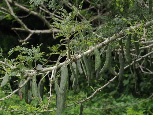 Image of Vachellia robusta by (c) desertnaturalist, some rights reserved (CC BY)