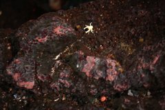 Munidopsis polymorpha