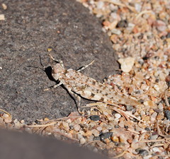 Sphingonotus erythropterus