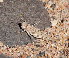 Sphingonotus erythropterus