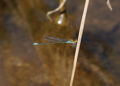 Pseudagrion aureofrons