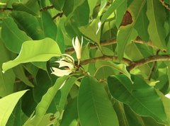 Magnolia × alba