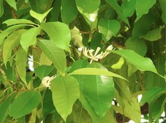 Magnolia × alba