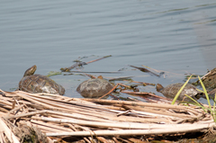 Mauremys leprosa leprosa