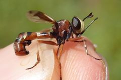 Physocephala vittata