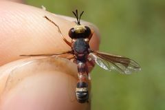 Physocephala vittata