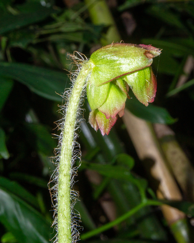 Star Begonia