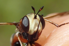 Physocephala vittata