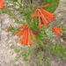 Bouvardia ternifolia - Photo (c) Enrique Flores,  זכויות יוצרים חלקיות (CC BY-NC), uploaded by Enrique Flores