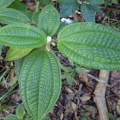 Miconia crenata