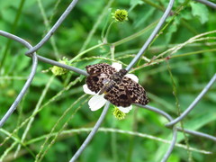 Cycloglypha thrasibulus