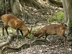 Axis porcinus