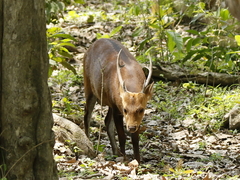 Axis porcinus