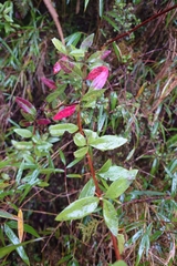 Berberis hayatana, photograph (c) 如此甚好, some rights reserved (CC BY)