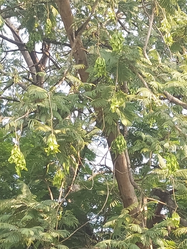 Parkia biglandulosa, photograph 2