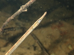 Manado Pipefish photo 2
