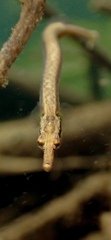 Manado Pipefish photo 5